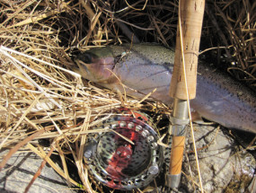 February 13th |Madison River Fishing Report