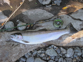 October 8th- 13th | Rogue River Fishing Report