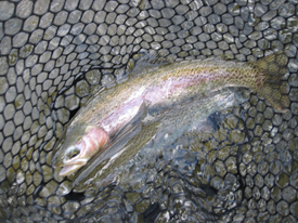 March 19th-25th|Madison River Fishing Report