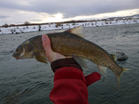 January | Madison River Fishing Report